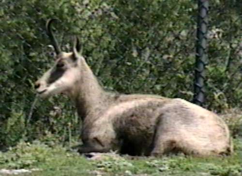 [ZooAnimals-Chamois-Antelope.jpg]