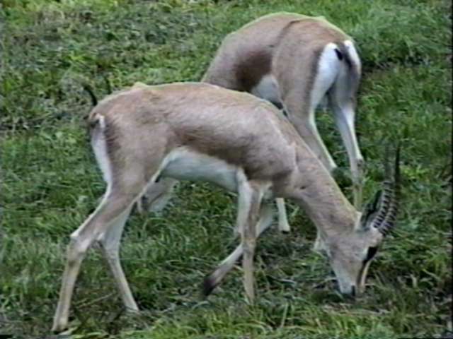 [ZooAnimals-Gazelles-Antelopes.jpg]