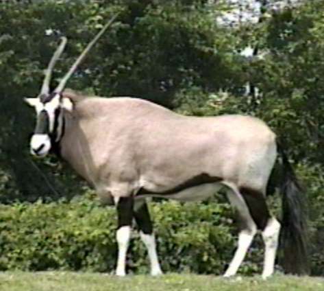 [ZooAnimals-Gemsbok-Antelope.jpg]