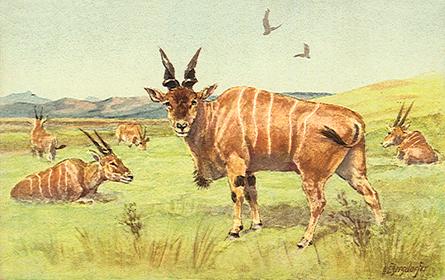 [ads50029-Antelopes-Painting.jpg]