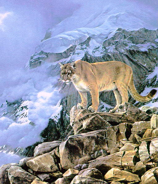 [Wswart44-MountainLion-Cougar.jpg]