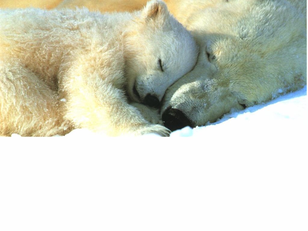 [1024 - Bears Sleeping.jpg]