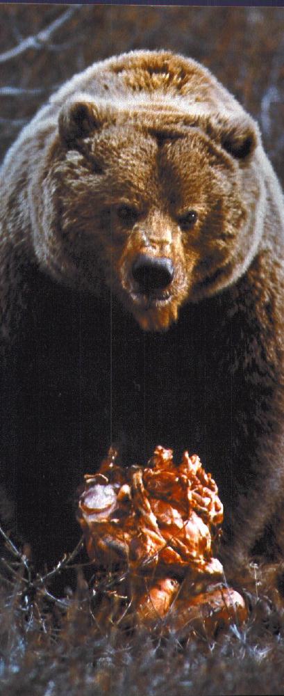 [Bear-EatingPrey.jpg]