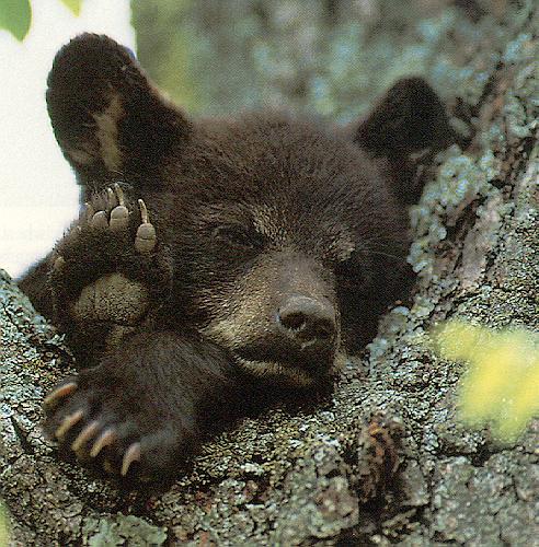 [BlackBear-Cub-OnTree-Sleepy.jpg]