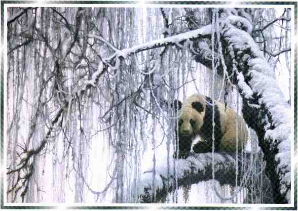 [GiantPanda-bears-winter_filigree_panda-rb.jpg]