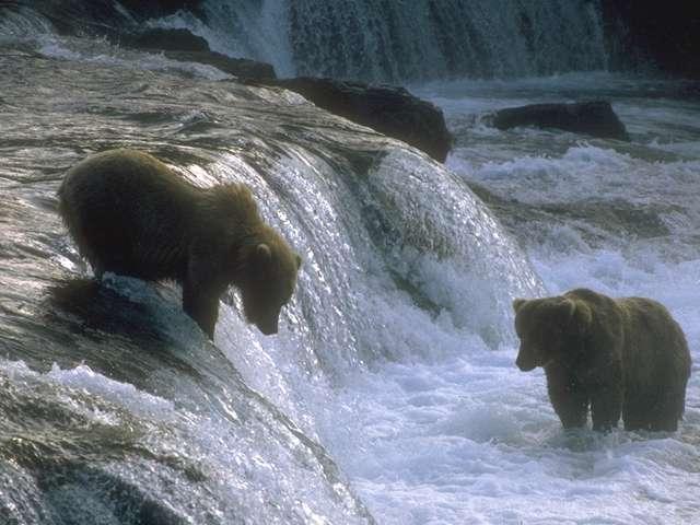 [Photo289-2GrizzlyBears-Bath-Waterfall.jpg]