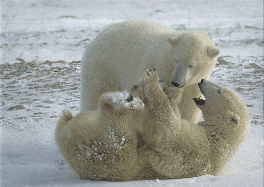 [Playing Polar Bears on snow.jpg]