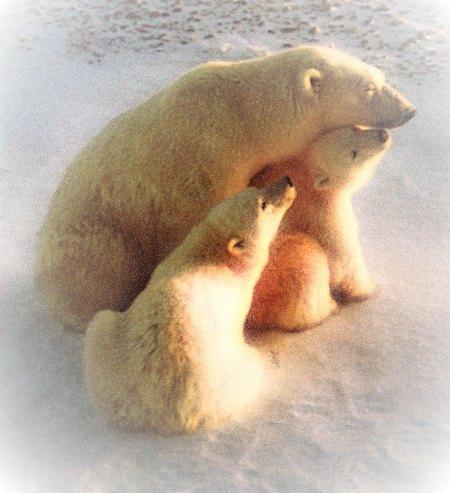 [PolarBears_Family-MomN2Youngs.jpg]