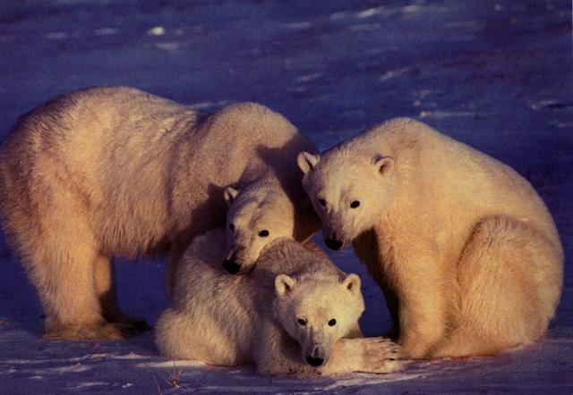 [Polar_Bears-Family-OnSnow.jpg]