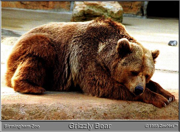 [bear_BirminghamZoo.jpg]