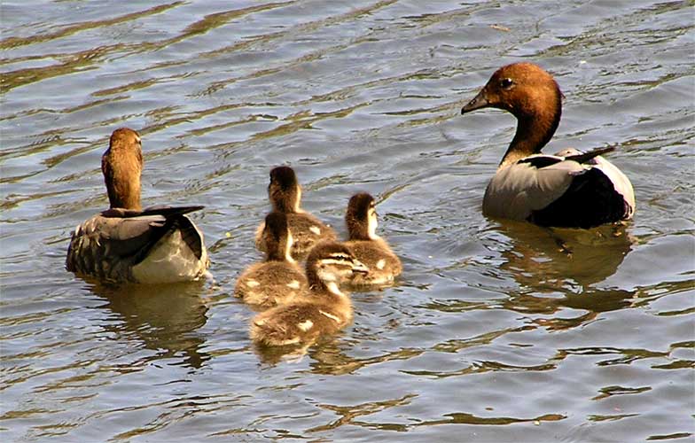 [153-Australian-Wood-Ducks.jpg]