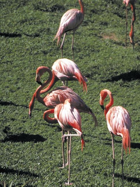 [TropicalAnimals-0067-Flamingos-OnGrass.jpg]