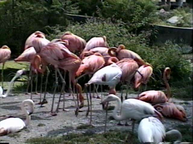 [ZooAnimals-Flamingos.jpg]