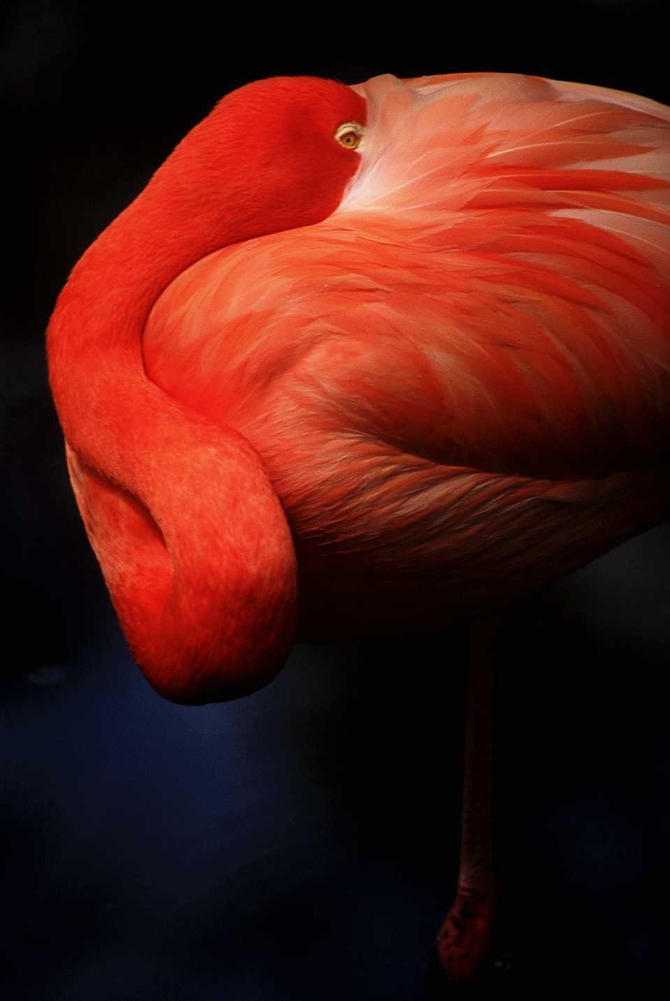 [aaw50021-Flamingo-Closeup.jpg]