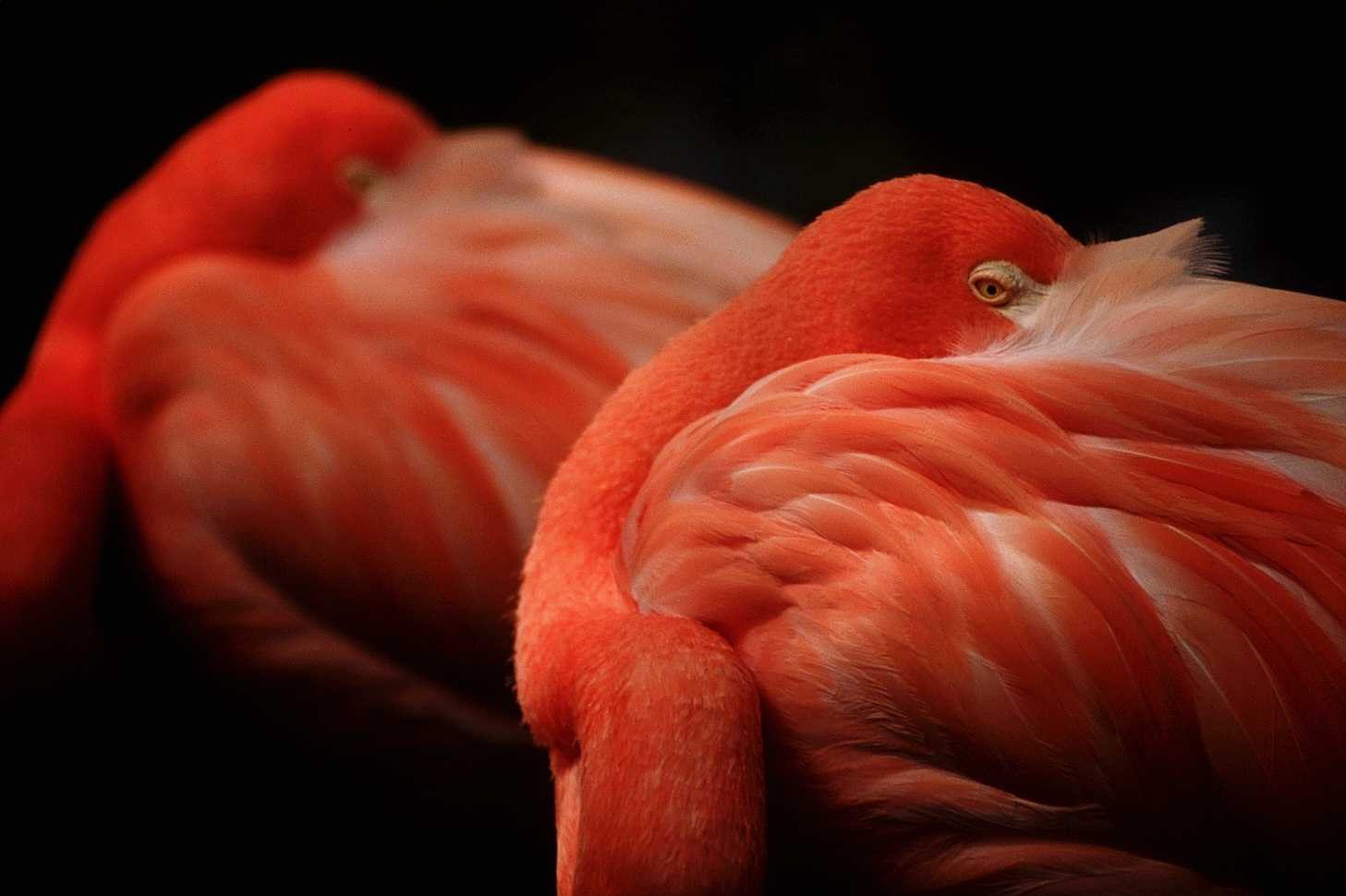 [aaw50022-Flamingo-Closeup.jpg]