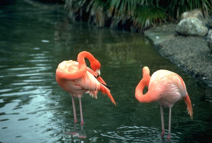 [flamingo43.jpg]