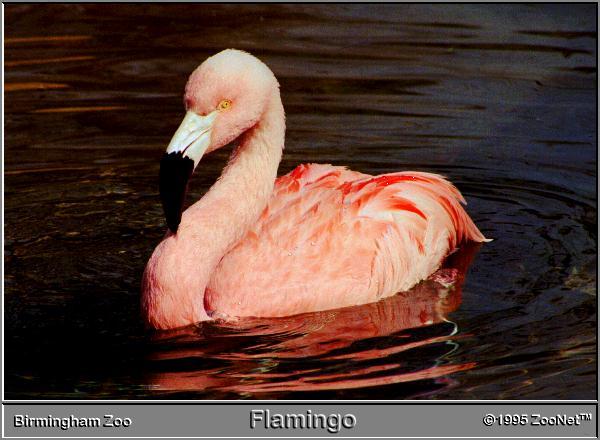 [flamingo_BirminghamZoo.jpg]