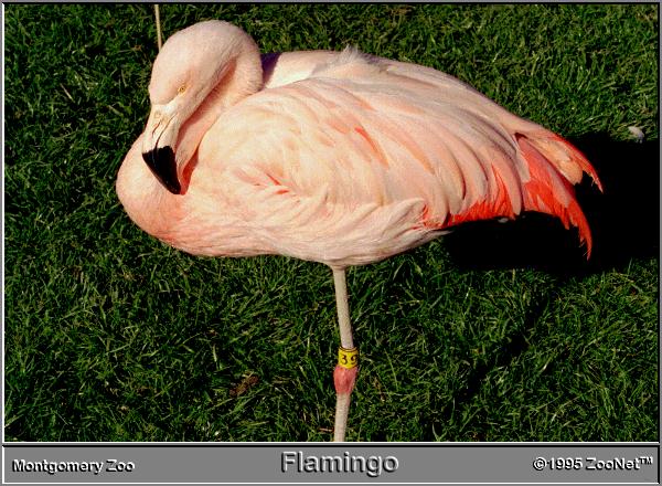 [flamingo_MontgomeryZoo.jpg]