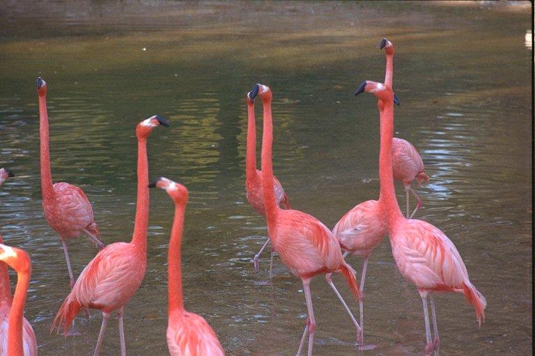 [flamingoes01.jpg]