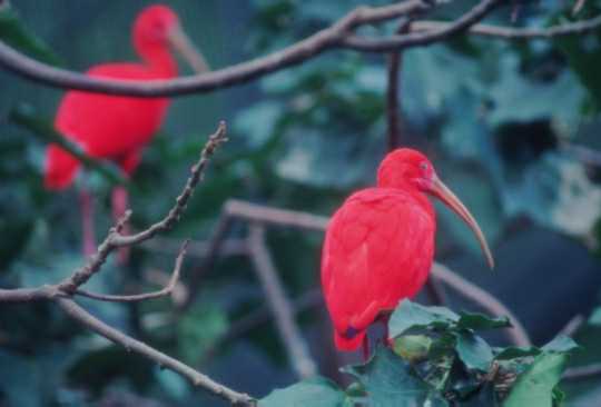 [Bird02-ScarletIbises-Perching_on_tree.jpg]