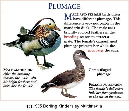 [DKMMNature-Bird-MandarinDucks-Plumage.gif]