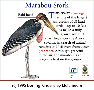 [DKMMNature-Bird-MarabouStork.gif]