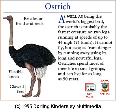 [DKMMNature-Bird-Ostrich.gif]
