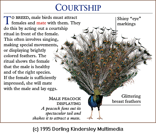 [DKMMNature-Bird-Peacock-Courtship.gif]