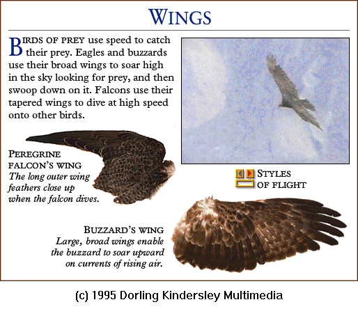 [DKMMNature-Bird-PeregrineFalcon-Buzzard-Wings.gif]
