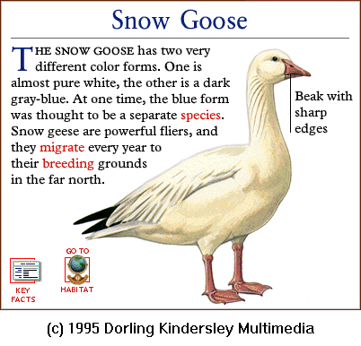 [DKMMNature-Bird-SnowGoose.gif]