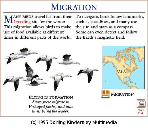 [DKMMNature-Bird-SnowGooseFlock-Migration.gif]