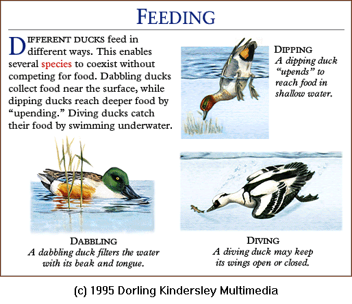 [DKMMNature-Bird-WildDucks-Feeding.gif]