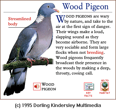 [DKMMNature-Bird-WoodPigeon.gif]
