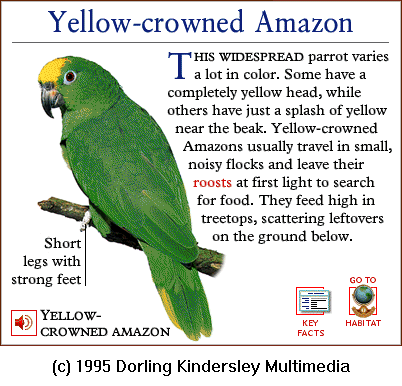[DKMMNature-Bird-Yellow-crownedAmazon-Parrot.gif]
