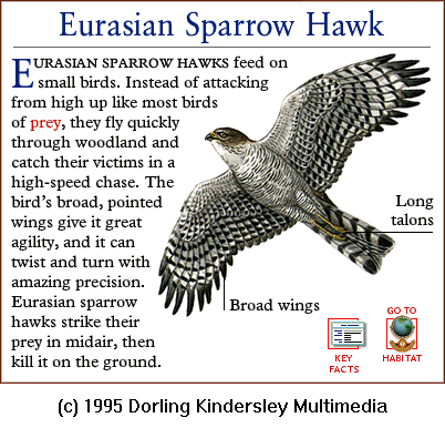 [DKMMNature-BirdOfPrey-EurasianSparrowHawk.gif]