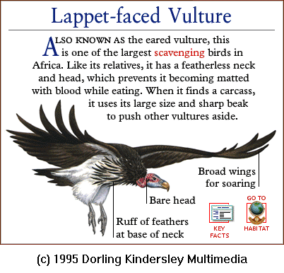 [DKMMNature-BirdOfPrey-Lappet-facedVulture.gif]