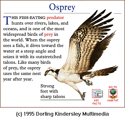 [DKMMNature-BirdOfPrey-Osprey.gif]
