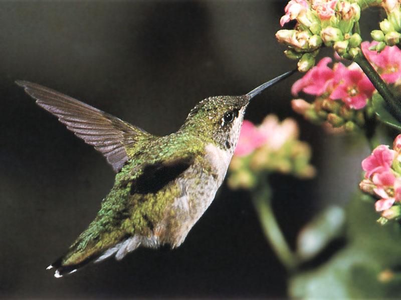 [Ruby-throatedHummingbird_42-Sipping_nectar_in_flight.jpg]
