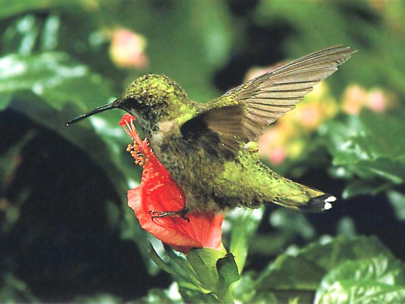 [Ruby-throatedHummingbird_67-Perching_on_flower.jpg]