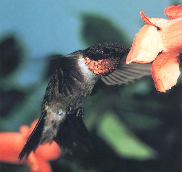[Ruby-throatedHummingbird_72-Sipping_nectar-Closeup.jpg]