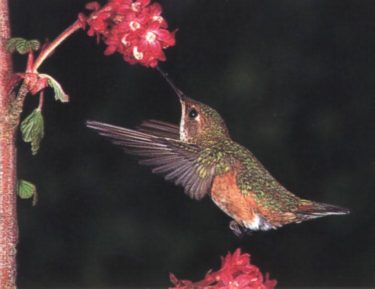 [RufousHummingbird_74-Approaching_blossoms.jpg]