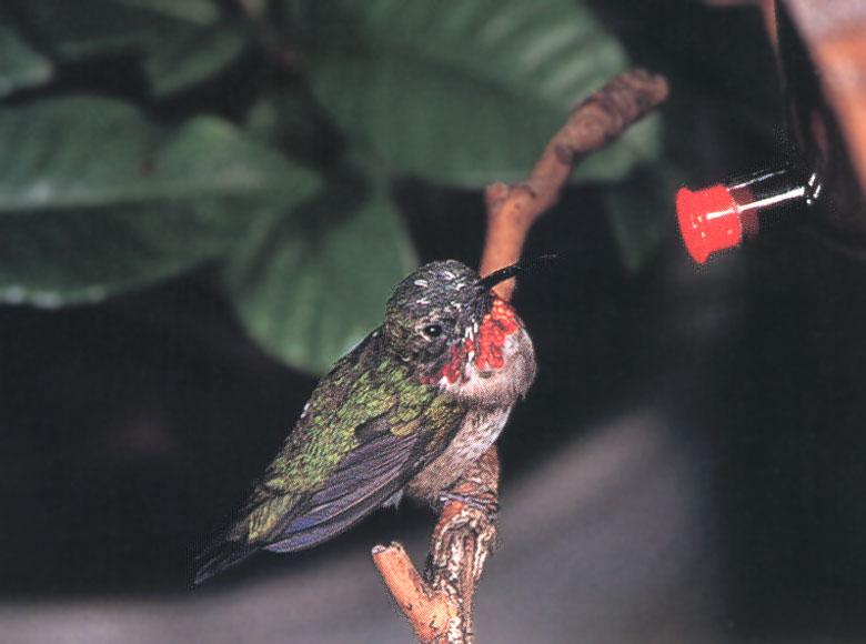 [RufousHummingbird_87-Perching_on_branch-Looks_bird_feeder.jpg]