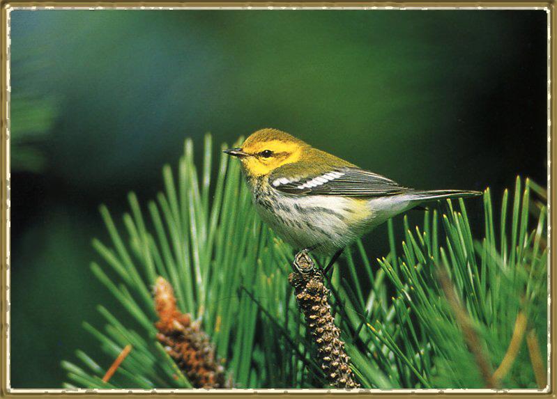 [Songbird-Black-throatedGreenWarbler_01-On_Pine_Tree.jpg]