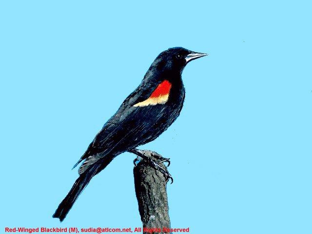 [SudiaBirdPhoto_012-Red-wingedBlackbird-Male.jpg]