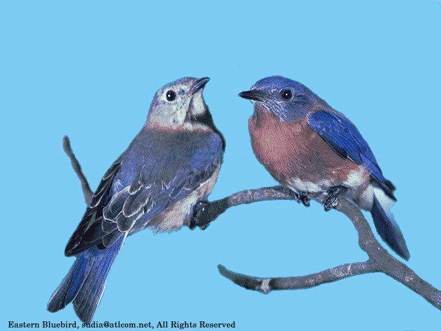 [SudiaBirdPhoto_013-EasternBluebirds-Pair.jpg]