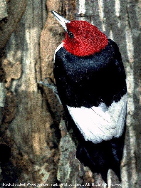 [SudiaBirdPhoto_326-Red-headedWoodpecker.jpg]
