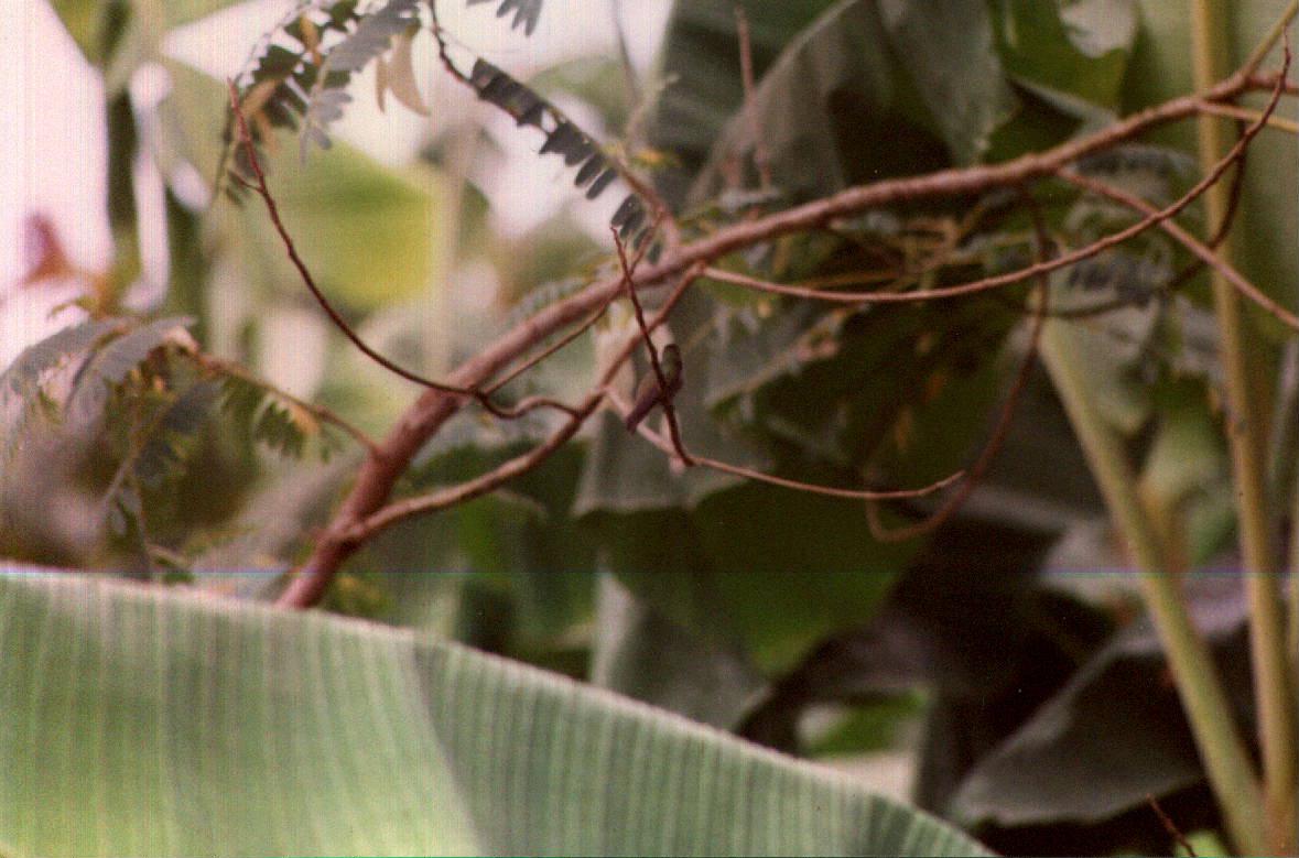 [Suriname-96c0199o-Hummingbird-Garden-BackView.jpg]