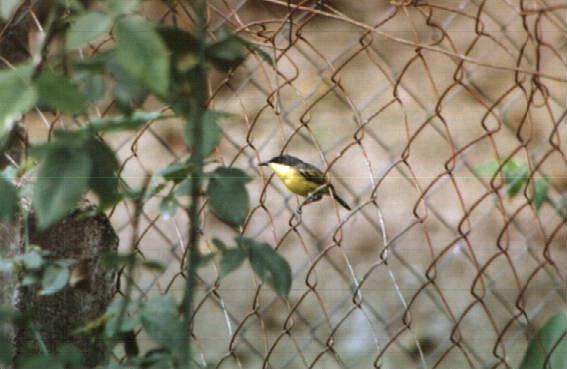 [Suriname22-bird-wipstaart02.jpg]