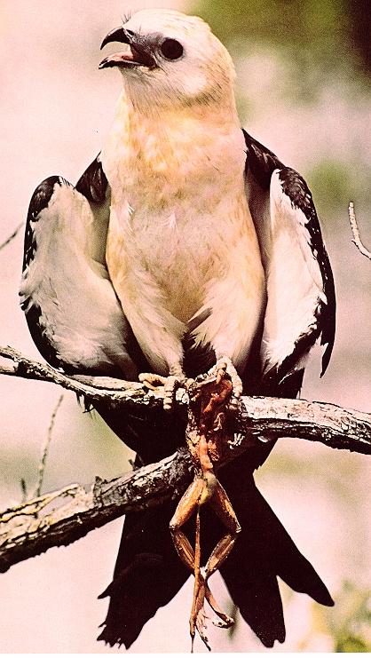 [Swallow-tailedKite01-Caught_a_frog-Perching_on_branch.jpg]