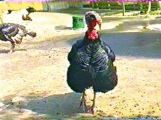 [Turkey-bird130.jpg]